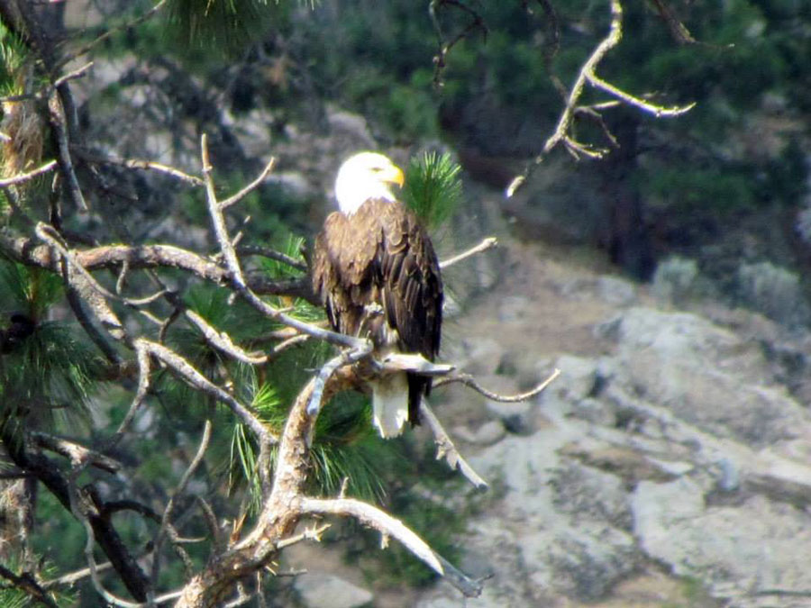 Bald Eagle Lake Roosevelt