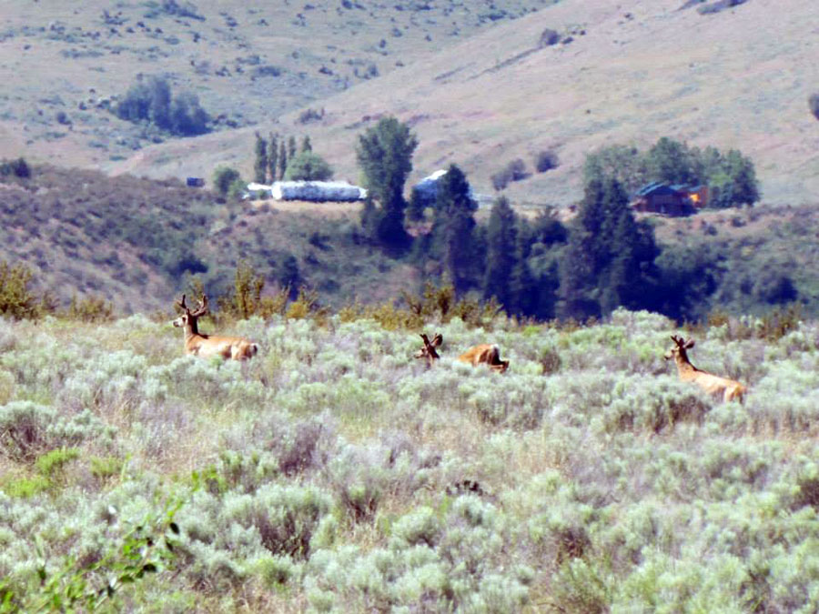 Lake Roosevelt Wildlife