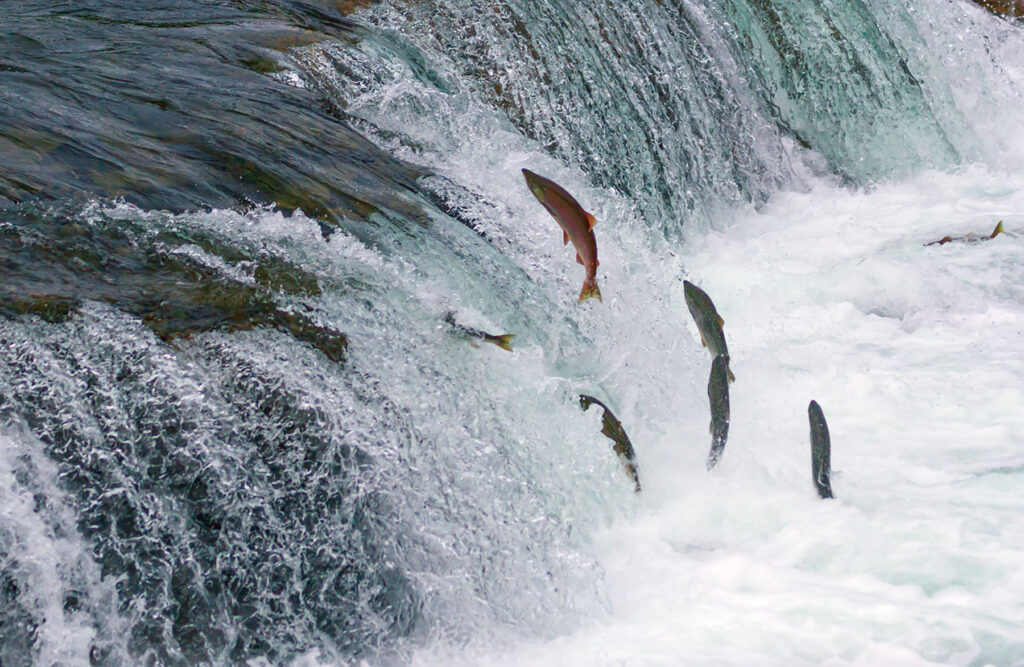 Salmon traveling up river