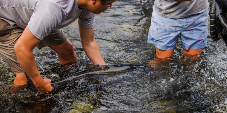 salmon reintroduction release