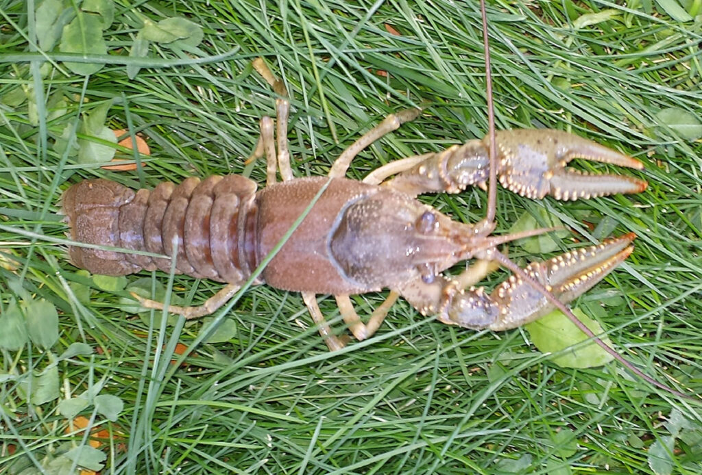 Invasive Species Crayfish