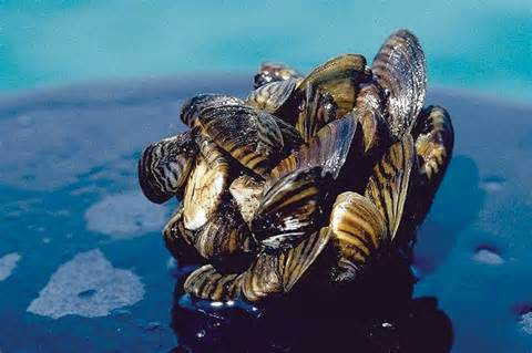 Aquatic Invasive Species - Mussels