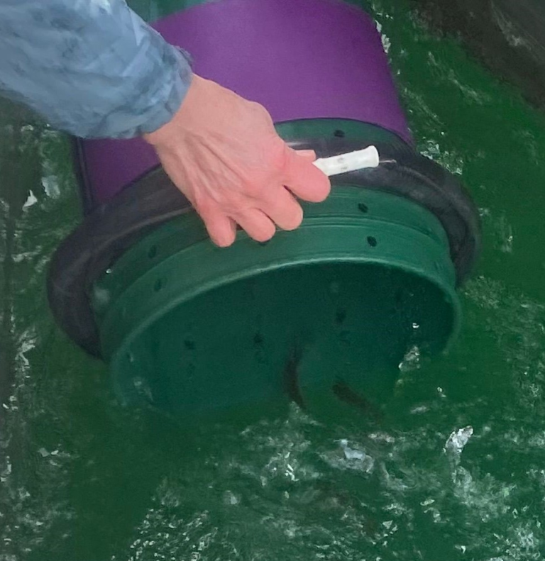 Chinook Salmon Release