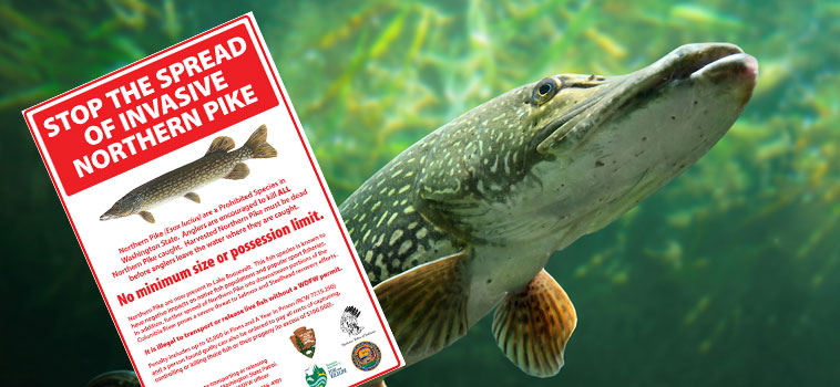 Stop the Spread of Invasive Northern Pike