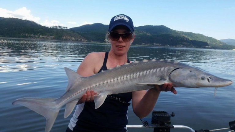 Lake Roosevelt sturgeon