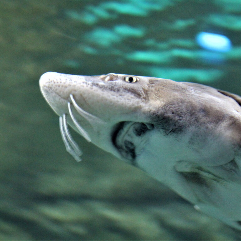 white sturgeon