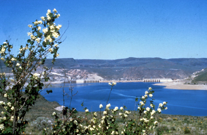 Vegetation near Lake Roosevelt