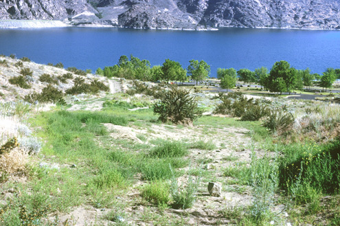 Lake Roosevelt Vegetation