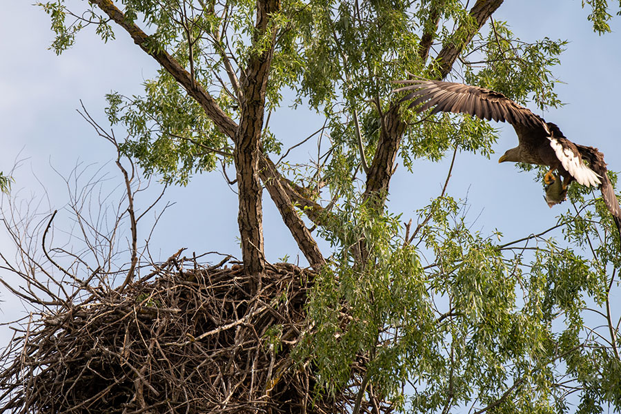 eagle nest