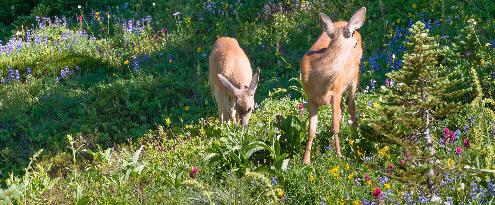 Deer Grazing