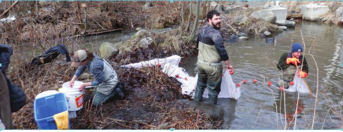 Upper Columbia Fishery Enhancement, Canadian Style