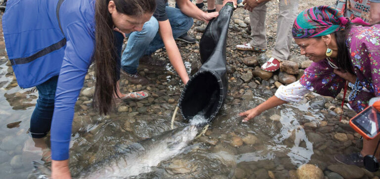 Historic Multi-Million Dollar Agreement Powers Salmon Reintroduction Forward