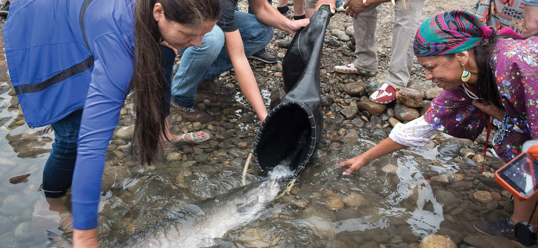 salmon reintroduction