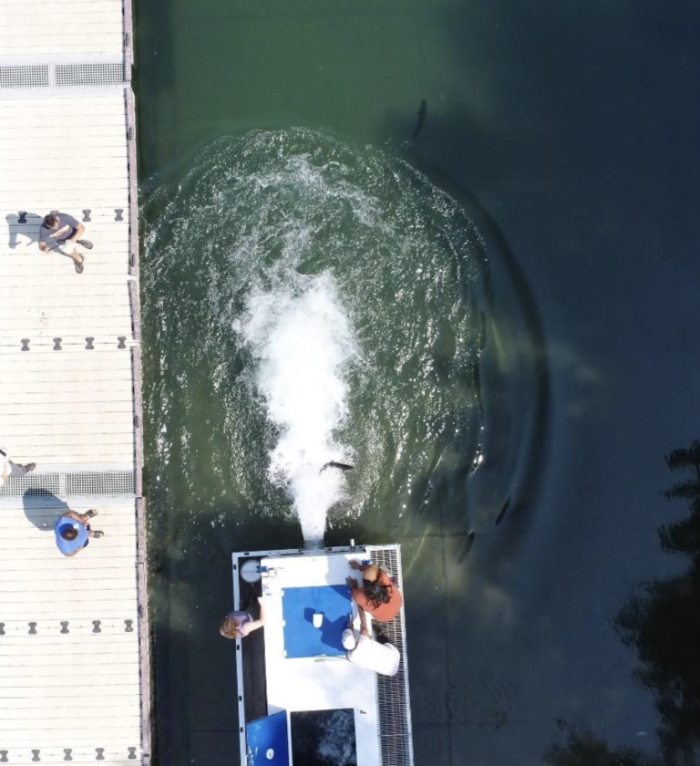 A Great Year for Salmon Reintroduction