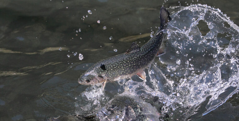 2026 Creel Catch Updates on Lake Roosevelt